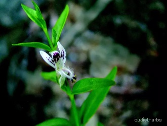 Andrographis panicultata flower6.jpg
